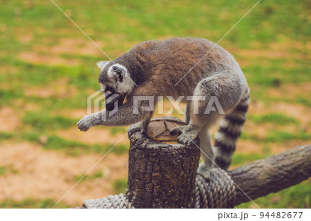Lemur catta sits on a fence at the zoo Lemur catta sits on a fence at the zoo 94482677