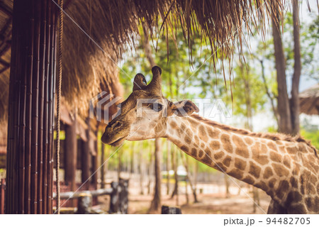 Portrait of a giraffe against a thatched roof Portrait of a giraffe against a thatched roof 94482705