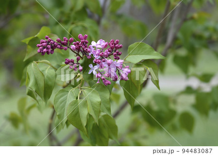 Lilac Esther Staley 94483087