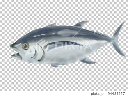 hand drawn tuna 01 hand drawn tuna 01 94483257