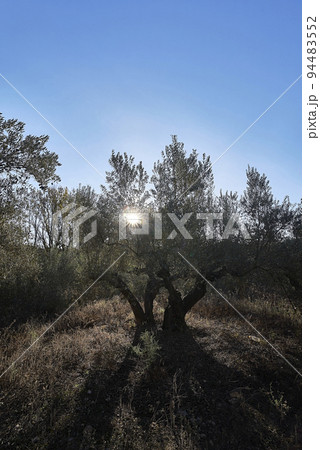 Sunbeams appearing among centenary olive trees. sun star Sunbeams appearing among centenary olive trees. sun star 94483552