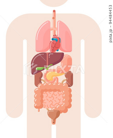 Human internal organs 94484453