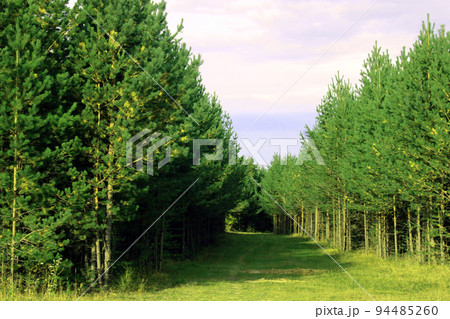 Large coniferous trees in the forest. Beauty of nature. Forest background. Large coniferous trees in the forest. Beauty of nature. Forest background. 94485260