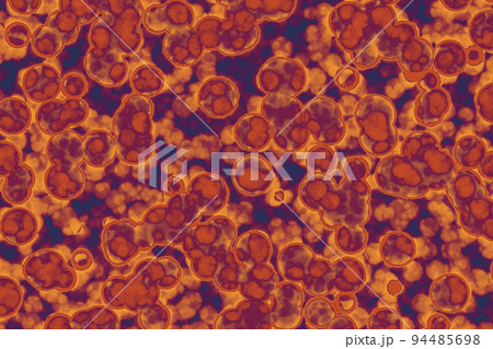 Shape of bacterial cell 94485698