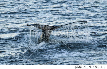 Right whale tail, Peninsula Valdes, Argentina 94485910