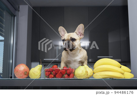 A purebred funny puppy of bulldog dog with big eyes and black muzzle posing among different fruits on the kitchen table and looks to the left out the photo camera. Metal background. 94486176