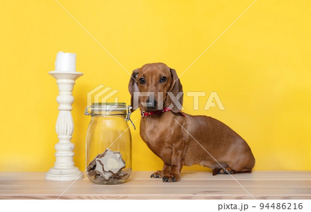 A hunting dog of the Dachshund breed sits next to an old high white candlestick and a glass transparent jar with homemade cookies and looks attentively into the camera. A hunting dog of the Dachshund breed sits next to an old high white candlestick and a glass transparent jar with homemade cookies and looks attentively into the camera. 94486216