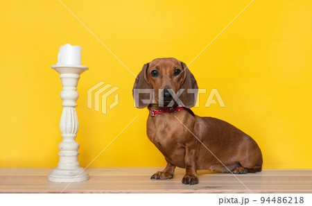 A hunting dog of the Dachshund breed sits next to an old high white candlestick on a black background and looks attentively into the camera. A hunting dog of the Dachshund breed sits next to an old high white candlestick on a black background and looks attentively into the camera. 94486218