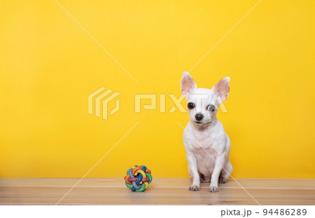 A small white chihuahua dog sits next to a toy - a wicker rubber ball on a yellow background and looks attentively into the camera. A small white chihuahua dog sits next to a toy - a wicker rubber ball on a yellow background and looks attentively into the camera. 94486289