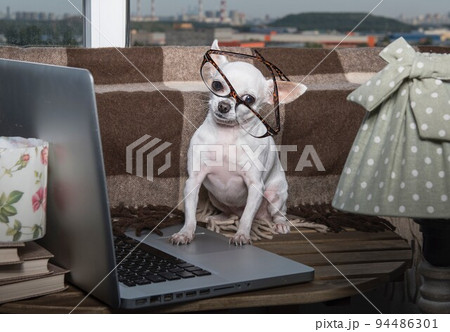 A small purebred puppy of white chihuahua dog with funny muzzle wears in modern office eyeglasses sits looking to the laptop near the window at the school office and posing to the camera A small purebred puppy of white chihuahua dog with funny muzzle wears in modern office eyeglasses sits looking to the laptop near the window at the school office and posing to the camera 94486301
