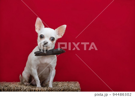 A small white chihuahua dog in a stylish brown bow tie looks intently at the camera with its head tilted while sitting against a red background in a photo studio. A small white chihuahua dog in a stylish brown bow tie looks intently at the camera with its head tilted while sitting against a red background in a photo studio. 94486302