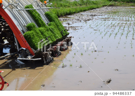 田植え作業中の水田 田植え作業中の水田 94486337