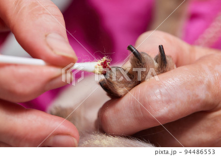 Unrecognizable woman is cutting nails of dog dachshund. Unrecognizable woman is cutting nails of dog dachshund. 94486553