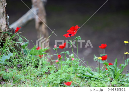 Red and white anemones in a clearing in a city park. Red and white anemones in a clearing in a city park. 94486591