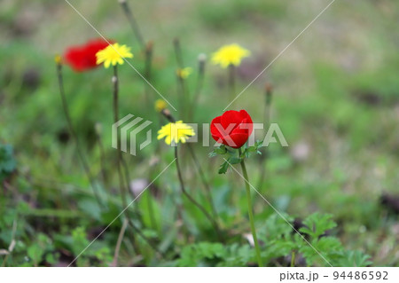 Red and white anemones in a clearing in a city park. Red and white anemones in a clearing in a city park. 94486592