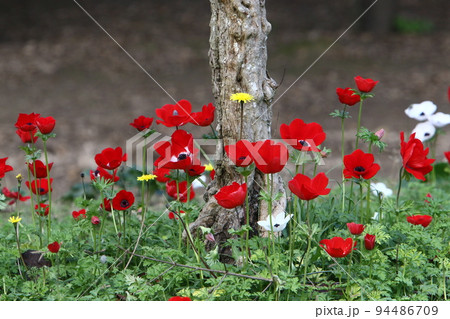 Red and white anemones in a clearing in a city park. Red and white anemones in a clearing in a city park. 94486709