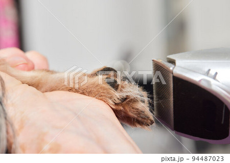 The Yorkshire Terrier lies on the grooming table in the zoo salon with a beautiful haircut for every day. The Yorkshire Terrier lies on the grooming table in the zoo salon with a beautiful haircut for every day. 94487023