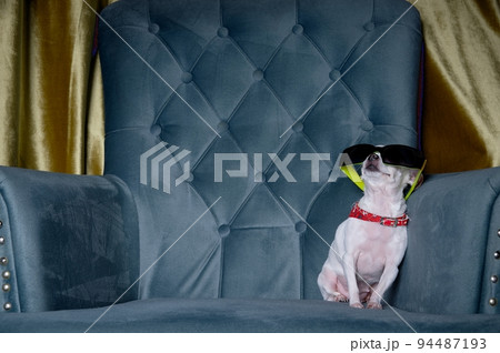 A small chihuahua dog is resting in a cozy armchair wearing stylish trendy glasses against bright light. A small chihuahua dog is resting in a cozy armchair wearing stylish trendy glasses against bright light. 94487193