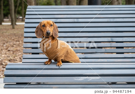 A red hunting dog of the dachshund breed sits alone on a wooden bench in the park while walking on a summer day. A small dog is resting and looks straight to the camera posing attentively. No people. A red hunting dog of the dachshund breed sits alone on a wooden bench in the park while walking on a summer day. A small dog is resting and looks straight to the camera posing attentively. No people. 94487194