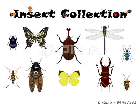 Insect Collection 3 94487532