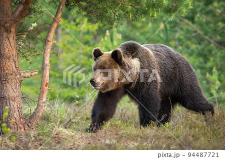 Big brown bear walking in forest in summertime nature 94487721