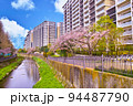 春の神奈川県横浜市栄区、満開の桜といたち川 94487790