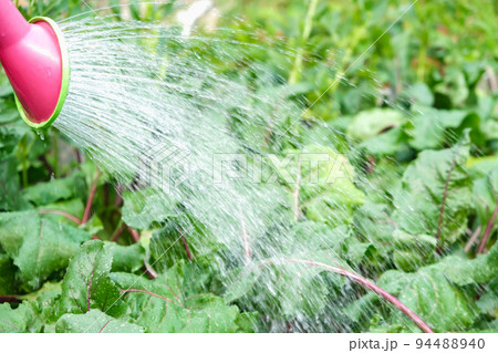A man is watering the beds. Watering the green 94488940