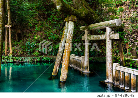 茨城県　鹿島神宮　～御手洗池～ 94489048
