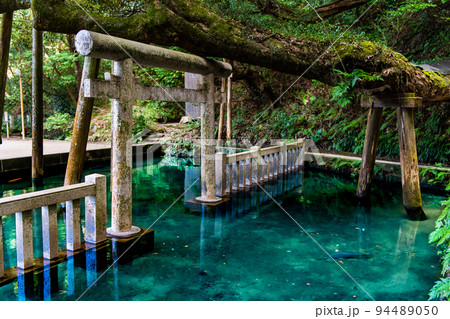 茨城県　鹿島神宮　～御手洗池～ 94489050