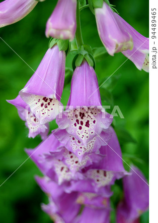 ジギタリスの花 ジギタリスの花 94489465