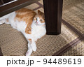 テーブルの下でゴロゴロする茶白猫 94489619