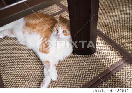 テーブルの下でゴロゴロする茶白猫 94489619