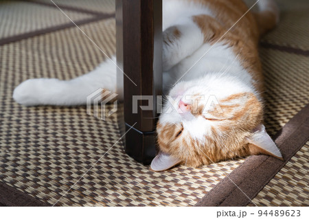 テーブルの下でゴロゴロする茶白猫 94489623