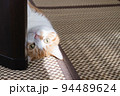 テーブルの下でゴロゴロする茶白猫 94489624