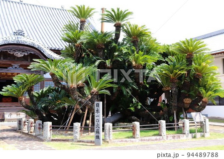 日出町　松屋寺の大ソテツ 94489788