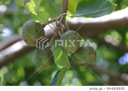 自然 植物 ククイ、九月。果実は小さな花から想像できない大きさ、直径五センチ程もあります 自然 植物 ククイ、九月。果実は小さな花から想像できない大きさ、直径五センチ程もあります 94489890