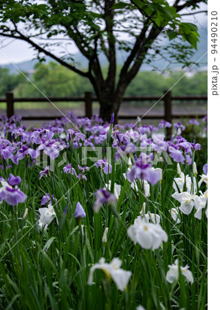 梅雨時期の立岡自然公園菖蒲園 94490210