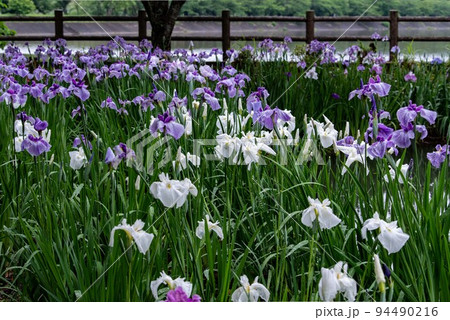 梅雨時期の立岡自然公園菖蒲園 94490216