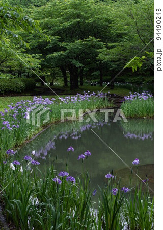梅雨時期の立岡自然公園菖蒲園 梅雨時期の立岡自然公園菖蒲園 94490243