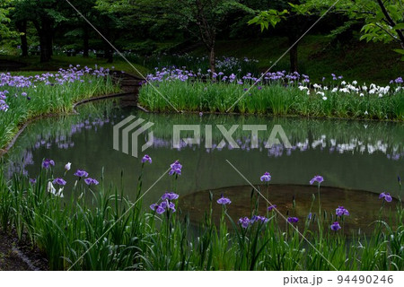 梅雨時期の立岡自然公園菖蒲園 94490246