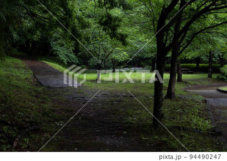 梅雨時期の立岡自然公園菖蒲園 94490247