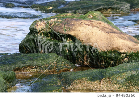 Green algae on the rocks on the shores of the Mediterranean Sea in Israel 94490260