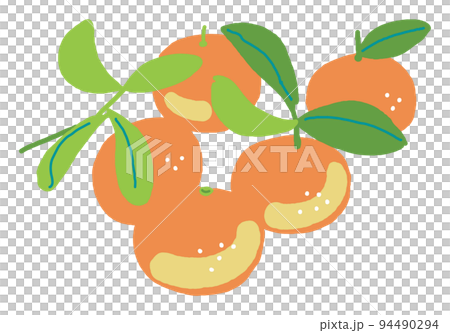 たわわに実ったみかん　イラスト素材 94490294