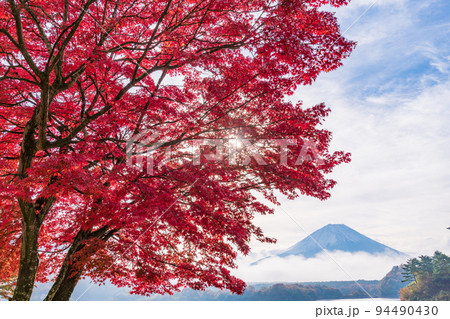 （山梨県）精進湖　真っ赤に紅葉した湖畔のモミジと富士山 94490430