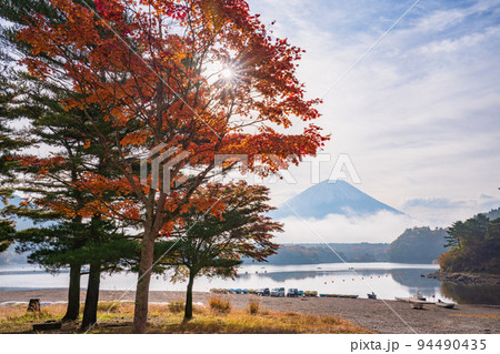 （山梨県）精進湖　真っ赤に紅葉した湖畔のモミジと富士山 94490435