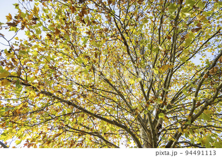 プラタナスの紅葉 94491113