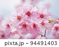 早咲き種の陽光桜をクローズアップ 94491403