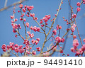 ピンク色の梅の花 94491410