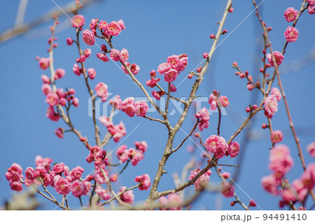 ピンク色の梅の花 94491410