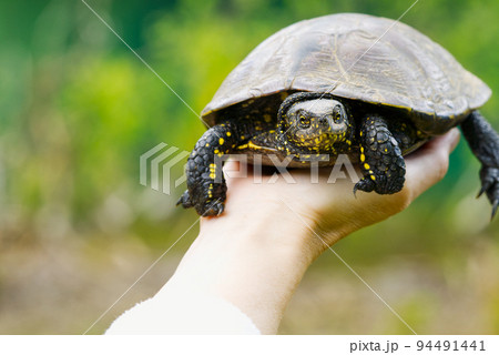 The woman is holding a small turtle in her hand. Let turtle to nature for making merit. The woman is holding a small turtle in her hand. Let turtle to nature for making merit. 94491441